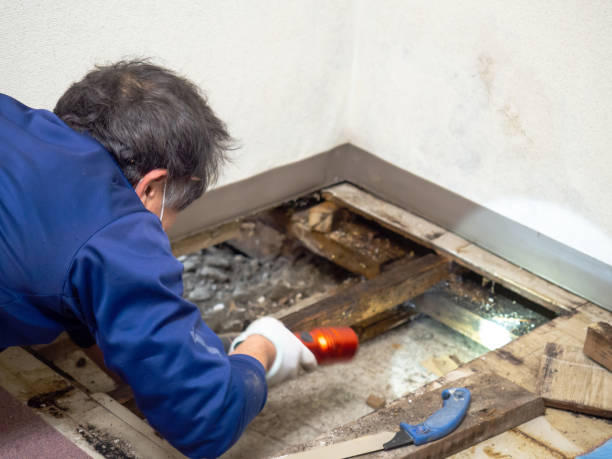 Best Mold Testing and Inspection Services in Lilburn, GA