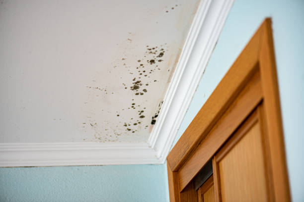 Best Emergency Mold Remediation in Lilburn, GA