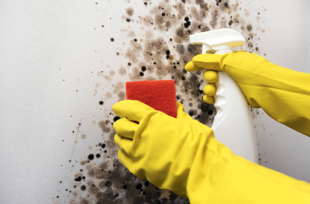 Best Crawl Space Mold Remediation in Lilburn, GA