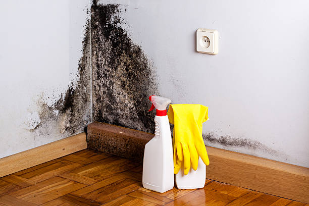Professional Mold Remediation in Lilburn, GA